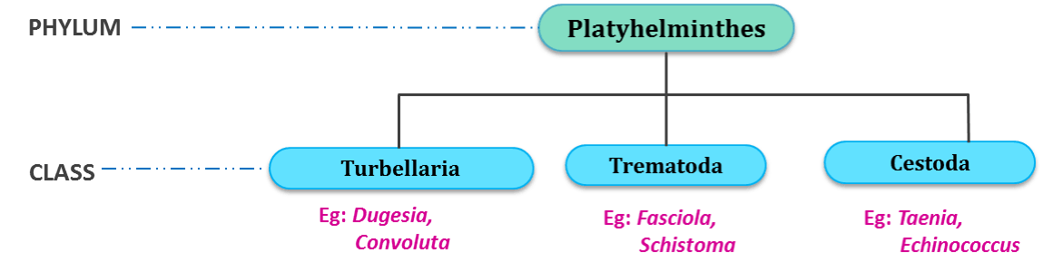 classification of phylym platyhelminthes, cestods, trematoda, turbellaria